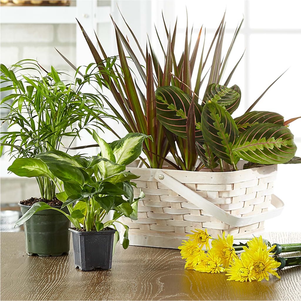 Florist Designed Blooming and Green Plants in a Basket – J Flowers, Tipp City OH