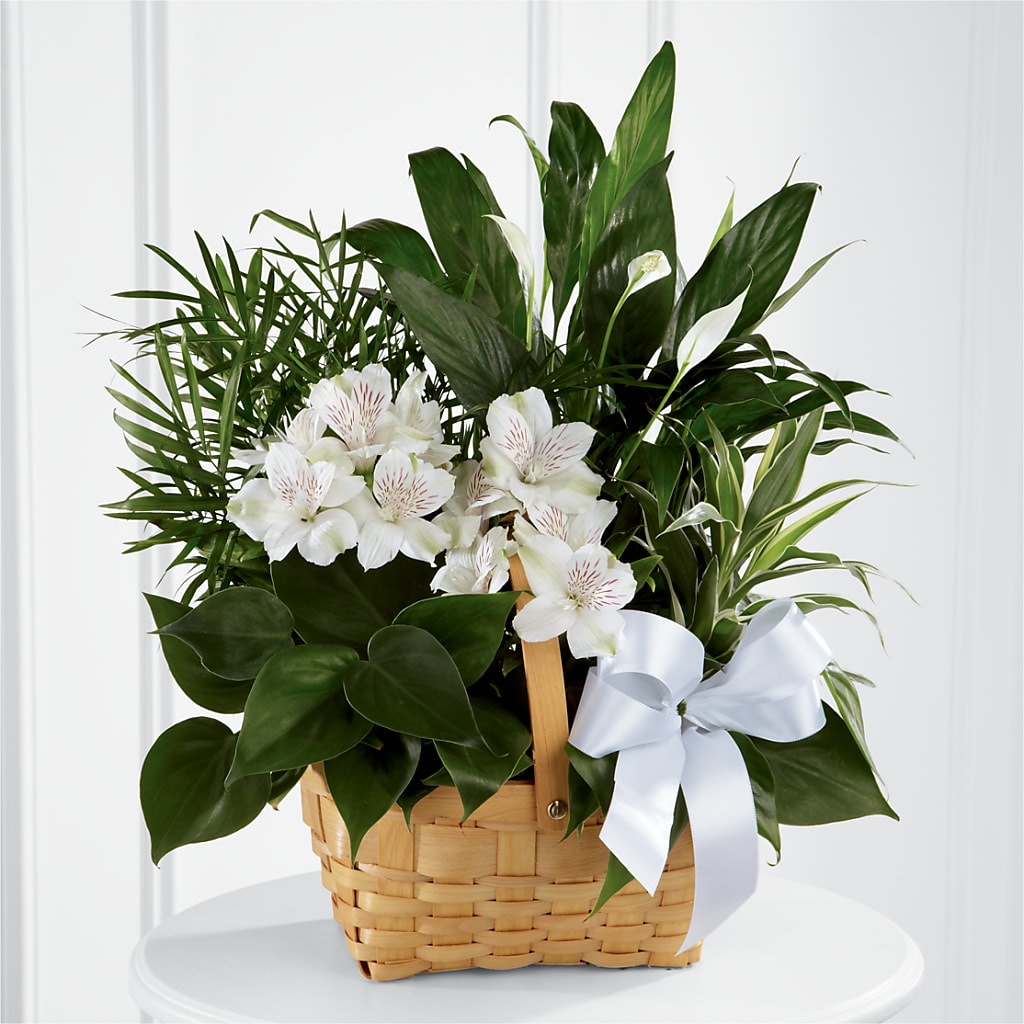 Peace & Serenity Dishgarden – J Flowers, Tipp City OH