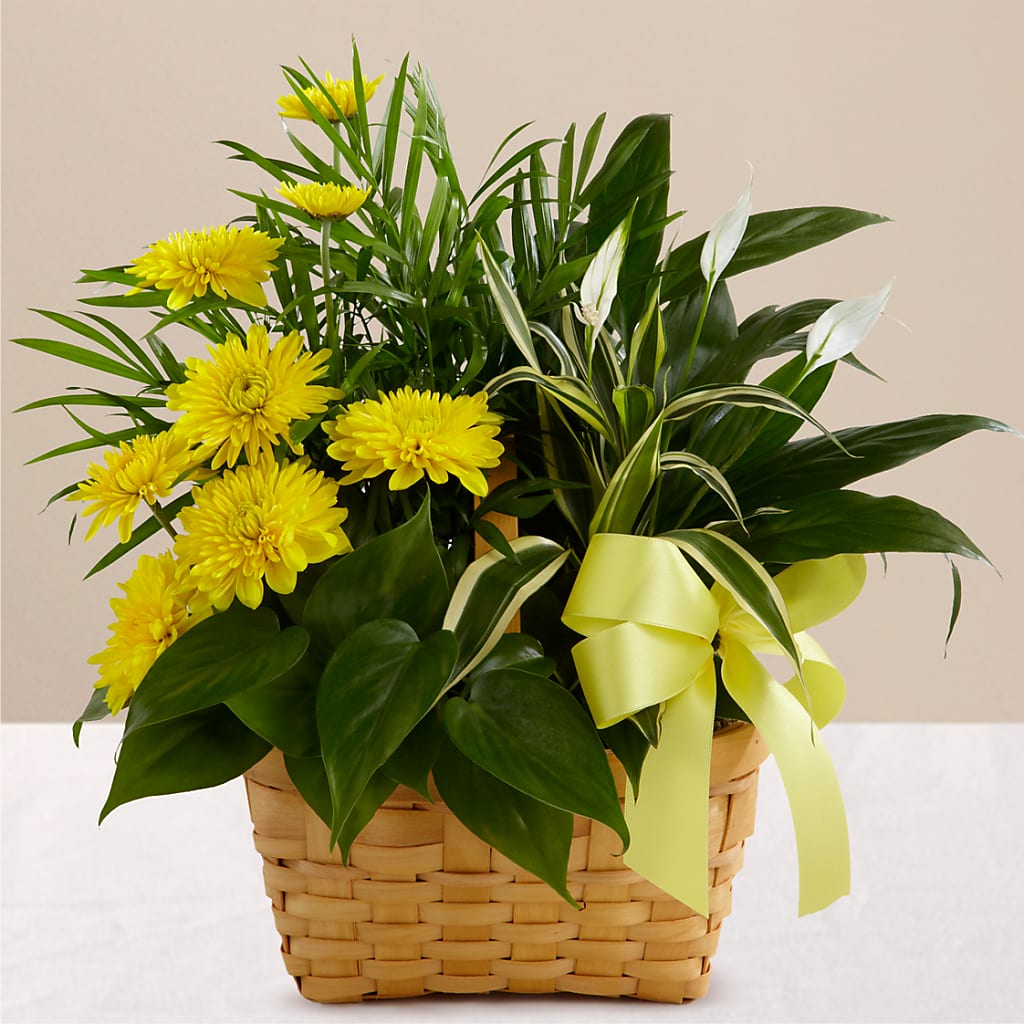 Loving Light Dishgarden – J Flowers, Tipp City OH