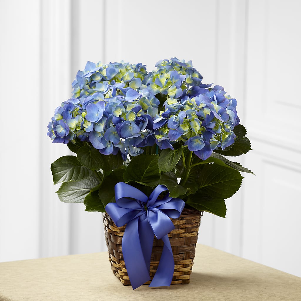 Blue Hydrangea Planter – J Flowers, Tipp City OH