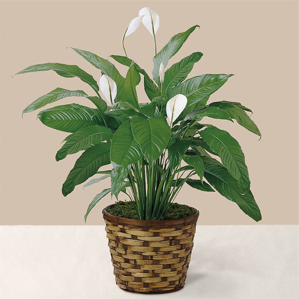 Tranquil Moments Peace Lily Plant – J Flowers, Tipp City OH