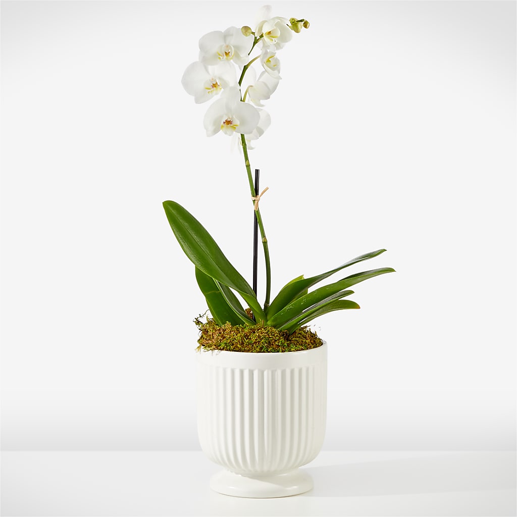 Whispering White Orchid – J Flowers, Tipp City OH