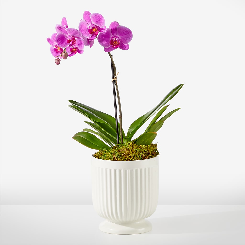 Friendly Fuchsia Orchid – J Flowers, Tipp City OH
