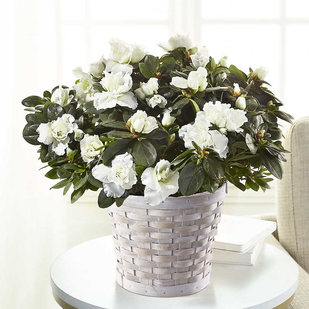 White Azalea Plant – J Flowers, Tipp City OH