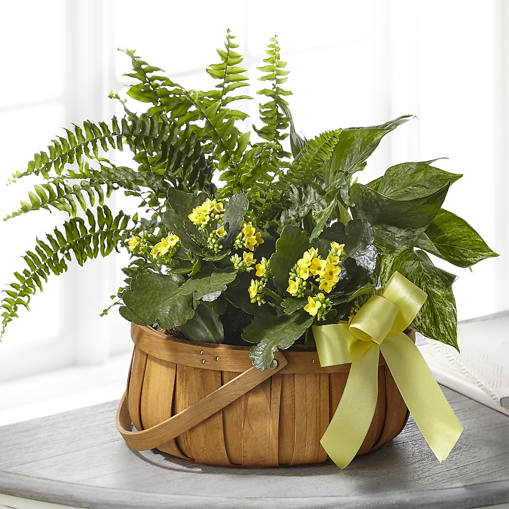 Always Dear Dishgarden – J Flowers, Tipp City OH