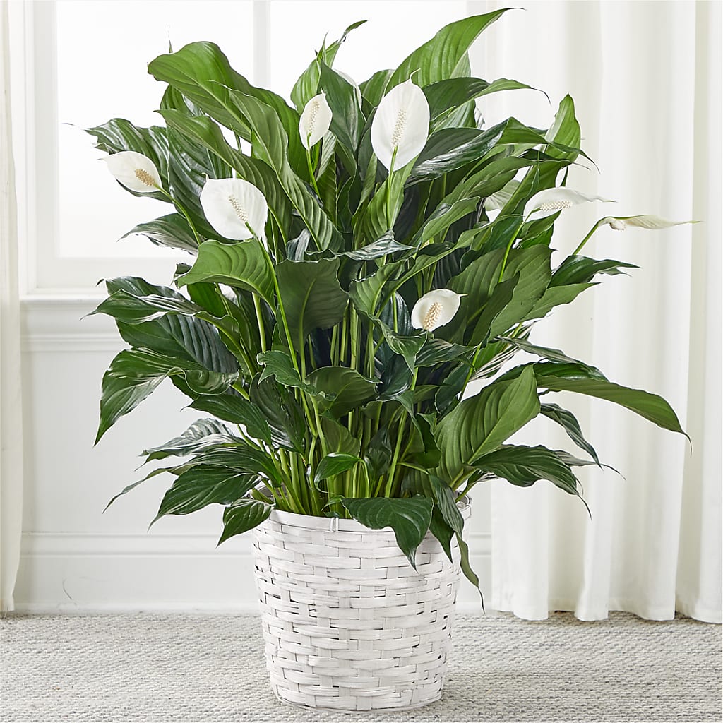 A New Leaf Peace Lily – J Flowers, Tipp City OH