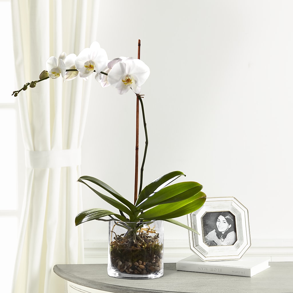 White Orchid Planter – J Flowers, Tipp City OH