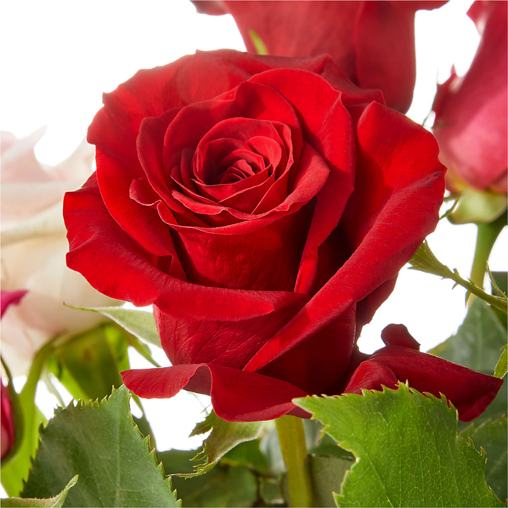 Love Notes Rose Bouquet – J Flowers, Tipp City OH