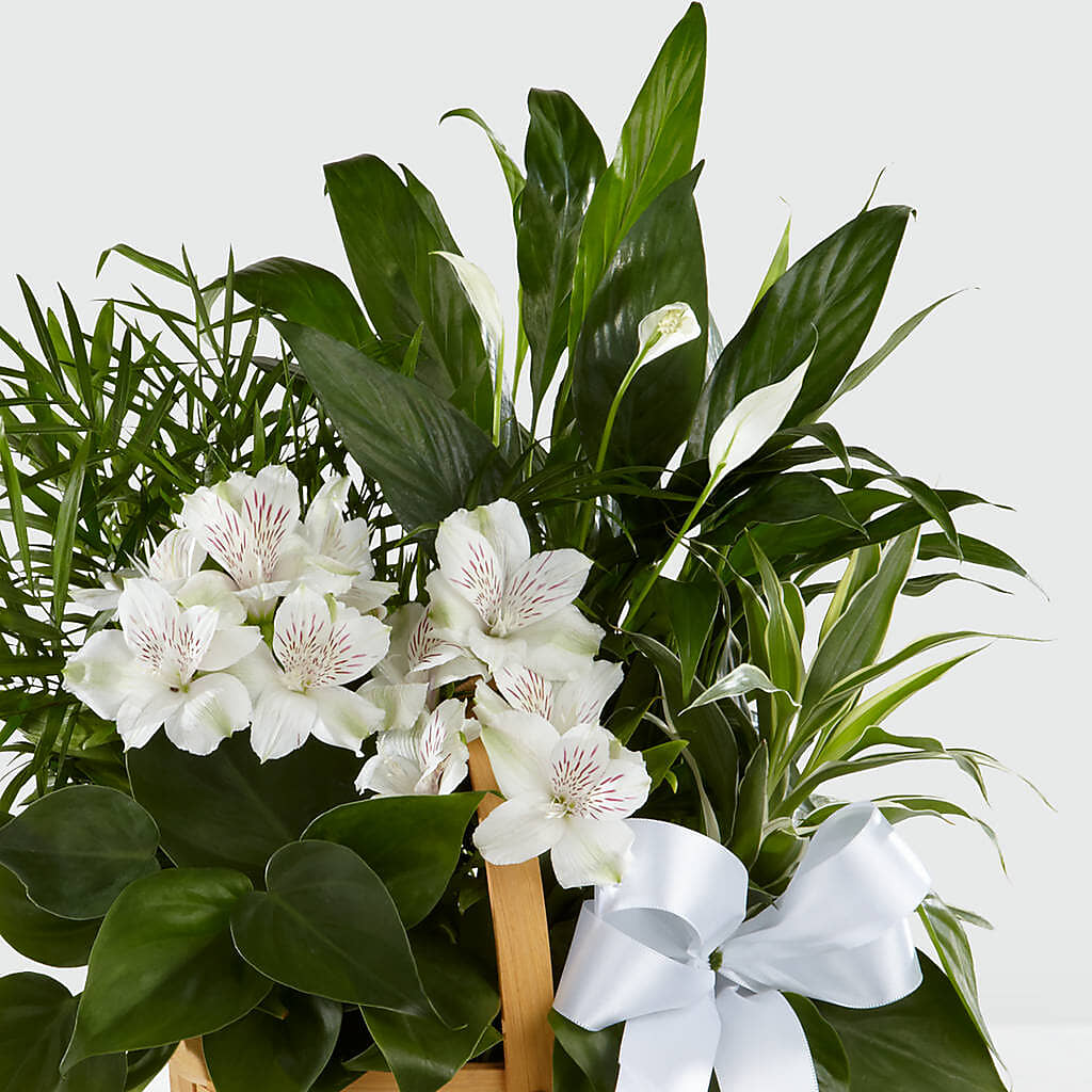 Peace & Serenity Dishgarden –  J Flowers, Tipp City OH
