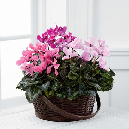 Mixed Cyclamen Planter –  J Flowers, Tipp City OH