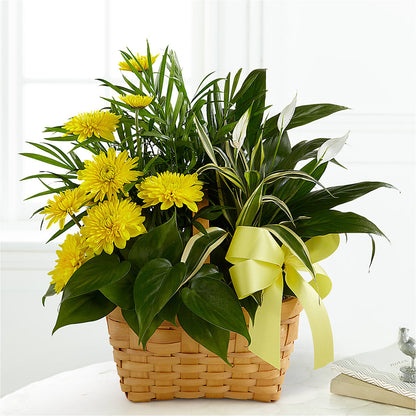 Loving Light Dishgarden –  J Flowers, Tipp City OH