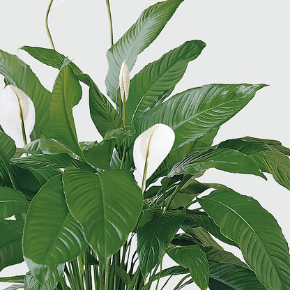 Tranquil Moments Peace Lily Plant –  J Flowers, Tipp City OH