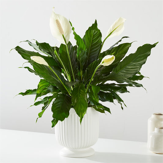 Comfort Planter –  J Flowers, Tipp City OH