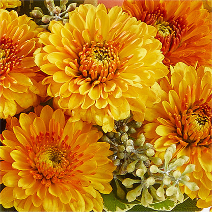 Peachy Pumpkin –  J Flowers, Tipp City OH