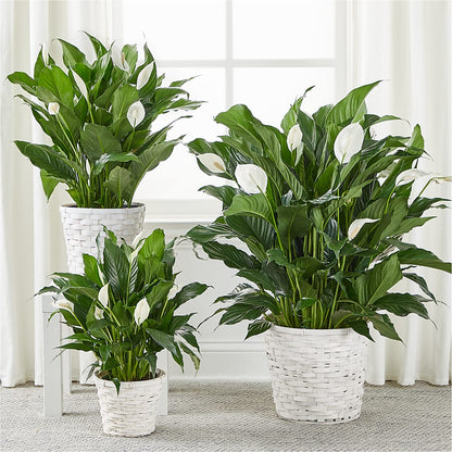 A New Leaf Peace Lily –  J Flowers, Tipp City OH