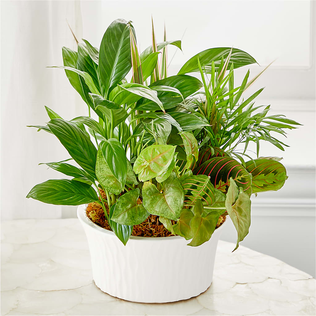 Balance & Harmony Dishgarden –  J Flowers, Tipp City OH
